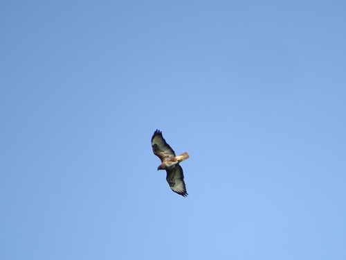 Common Buzzard