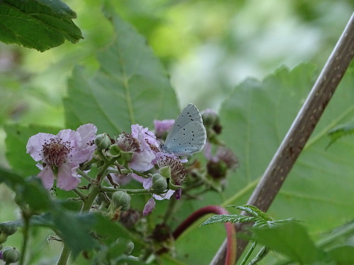 Holly Blue
