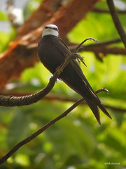 White-Headed Saw-Wing photo 2