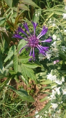 Centaurea montana