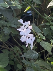 Plectranthus saccatus