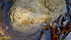 Hynobius quelpaertensis