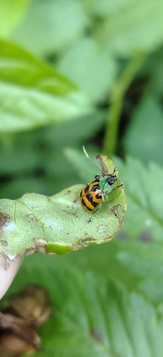 Diabrotica limitata