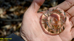 Hynobius quelpaertensis