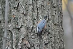 Sitta europaea