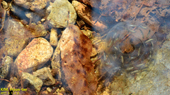 Hynobius quelpaertensis