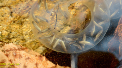 Hynobius quelpaertensis