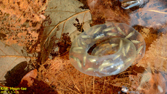 Cheju Salamander photo 4