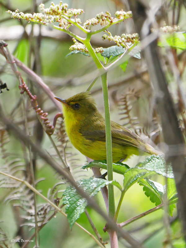 Mountain Yellow Warbler