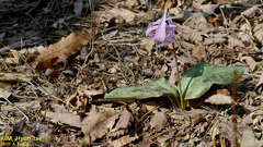 Erythronium japonicum