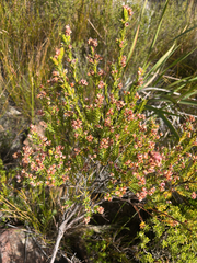 Erica taxifolia, photograph (c) André Deschodt, some rights reserved (CC BY)