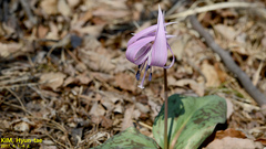 Erythronium japonicum