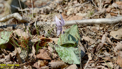 Erythronium japonicum