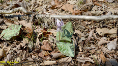Erythronium japonicum
