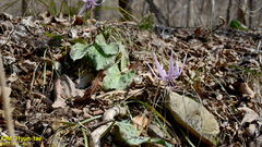 Erythronium japonicum