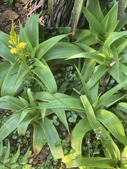 Bulbine latifolia latifolia