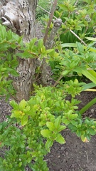 Citharexylum spinosum