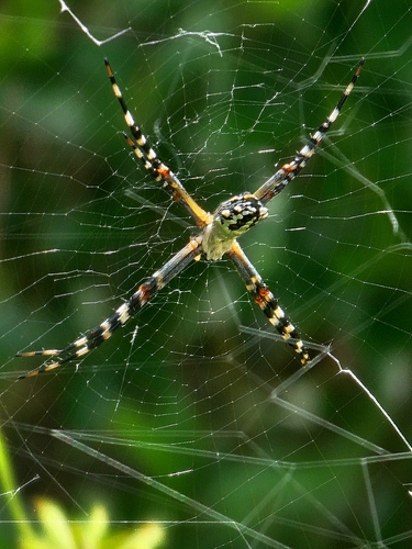 Florida Garden Spider