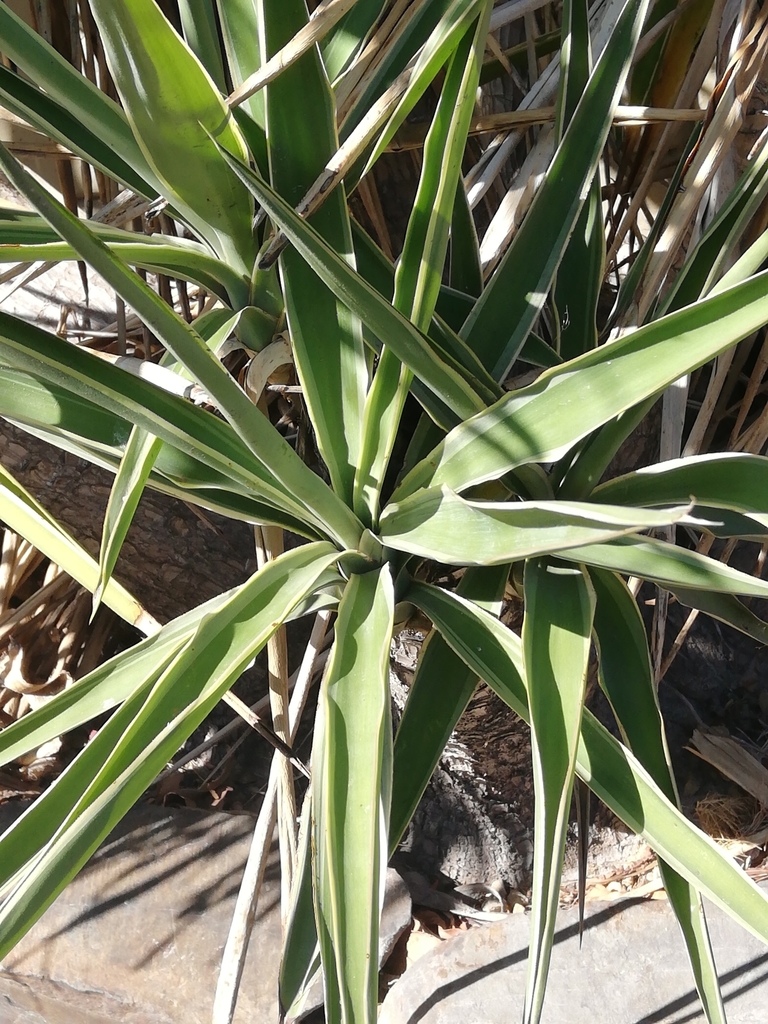 Yuccas From Richwood Cape Town 7441 South Africa On April 24 2020 yuccas-from-richwood-cape-town-7441-south-africa-on-april-24-2020