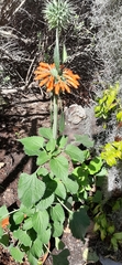 Leonotis nepetifolia nepetifolia