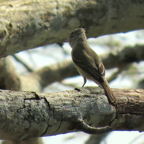 Southern Beardless-Tyrannulet