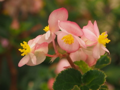 Begonia cucullata