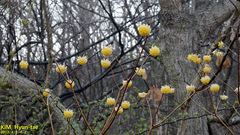 Edgeworthia chrysantha