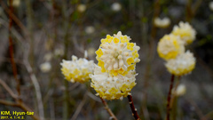 Edgeworthia chrysantha