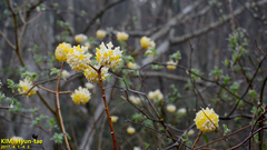 Edgeworthia chrysantha