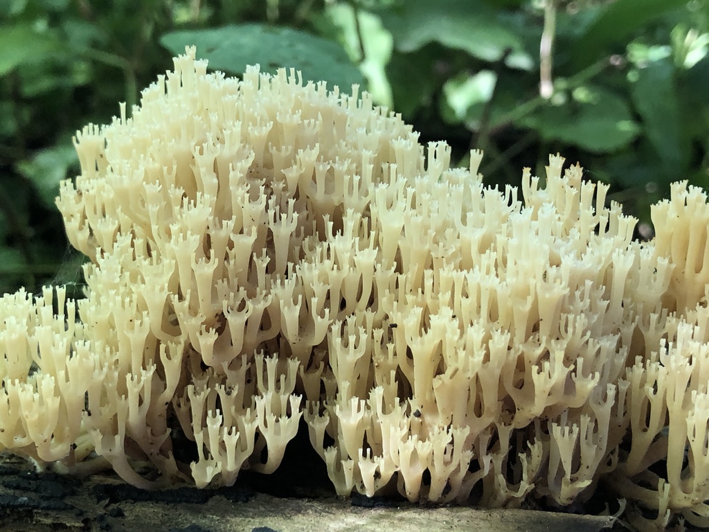 crown-tipped coral fungus · June 2026 · photo: Photo: (c) Y. Liu, some rights reserved (CC BY) · iNaturalist