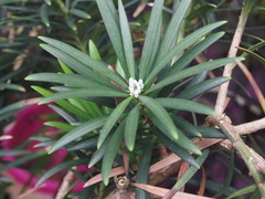 Podocarpus macrophyllus