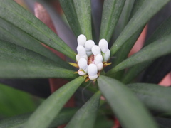 Podocarpus macrophyllus