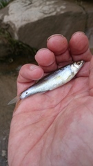 Cyprinella spiloptera