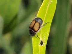 Liparetrus discipennis