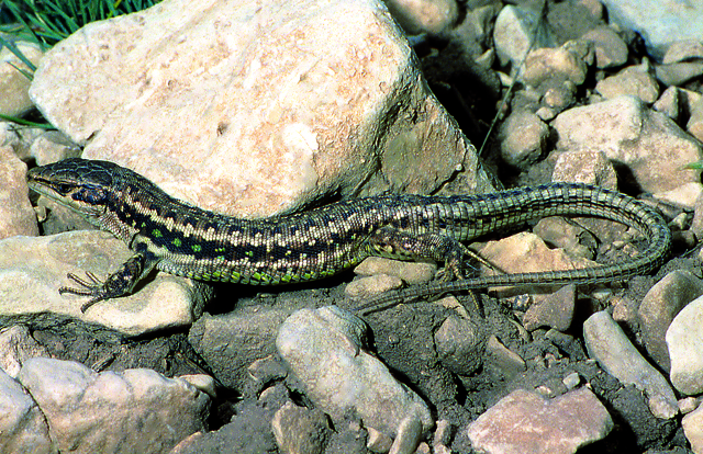 Fraas' Lizard