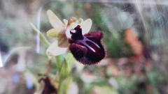 Ophrys sphegodes atrata
