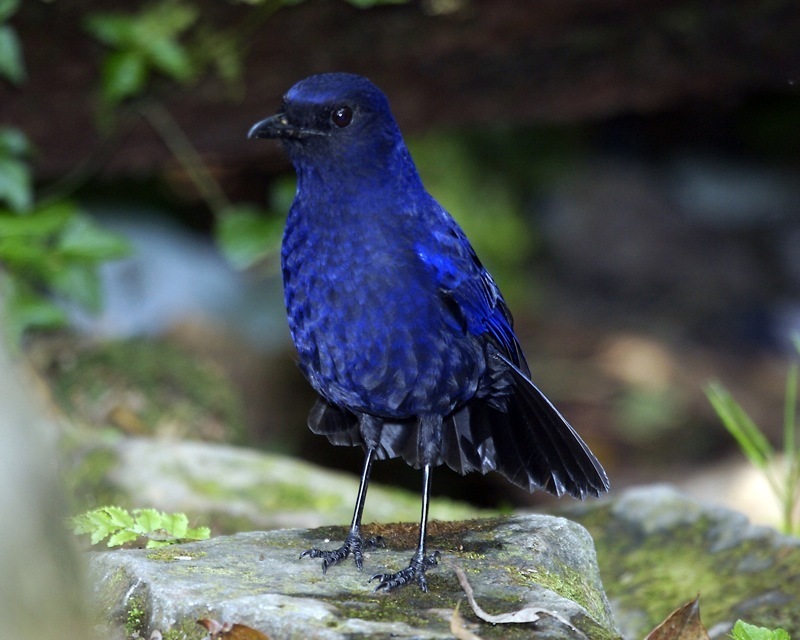 Javan Whistling-Thrush photo