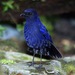 Javan Whistling-Thrush - Photo (c) Lip Kee Yap, some rights reserved (CC BY-SA)