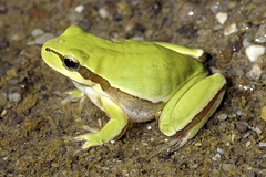 Hyla savignyi