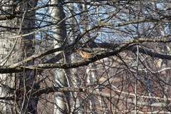 Turdus migratorius image