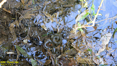 Hynobius quelpaertensis