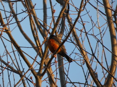 Turdus migratorius image
