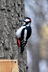 Dendrocopos major