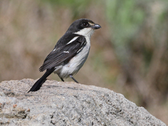 Lanius humeralis × collaris