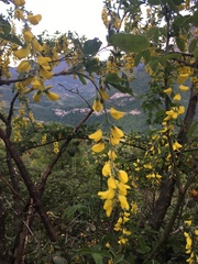 Laburnum