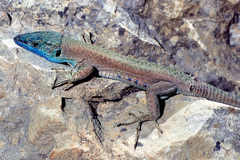 Phoenicolacerta laevis