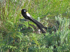 Euplectes psammacromius