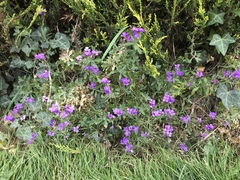 Aubrieta deltoidea