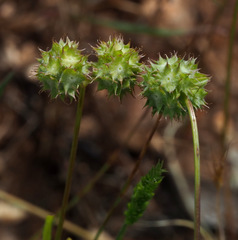 Valerianella coronata