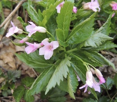 Cardamine glanduligera